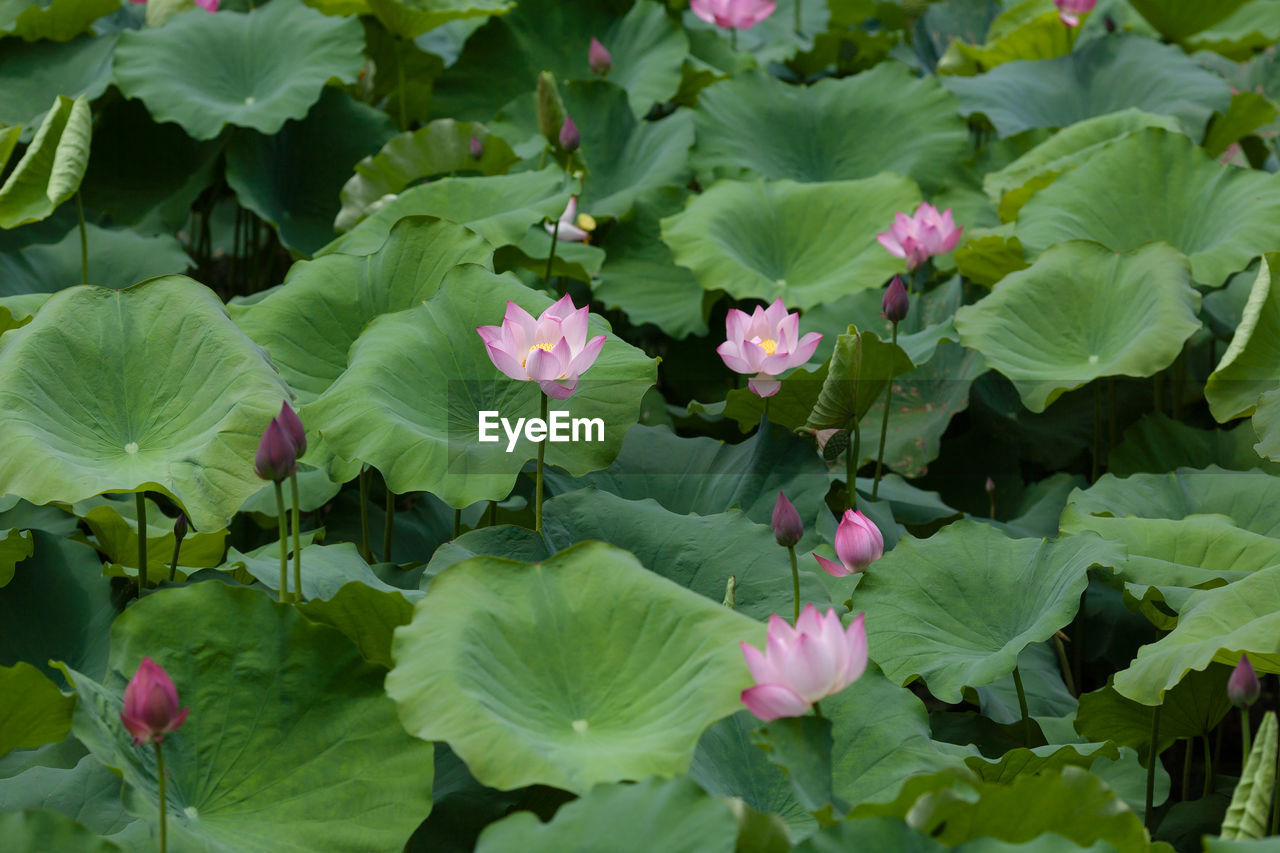 CLOSE-UP OF PINK LOTUS WATER LILY IN PLANT