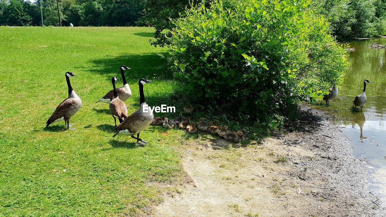 HIGH ANGLE VIEW OF DUCKS ON FIELD