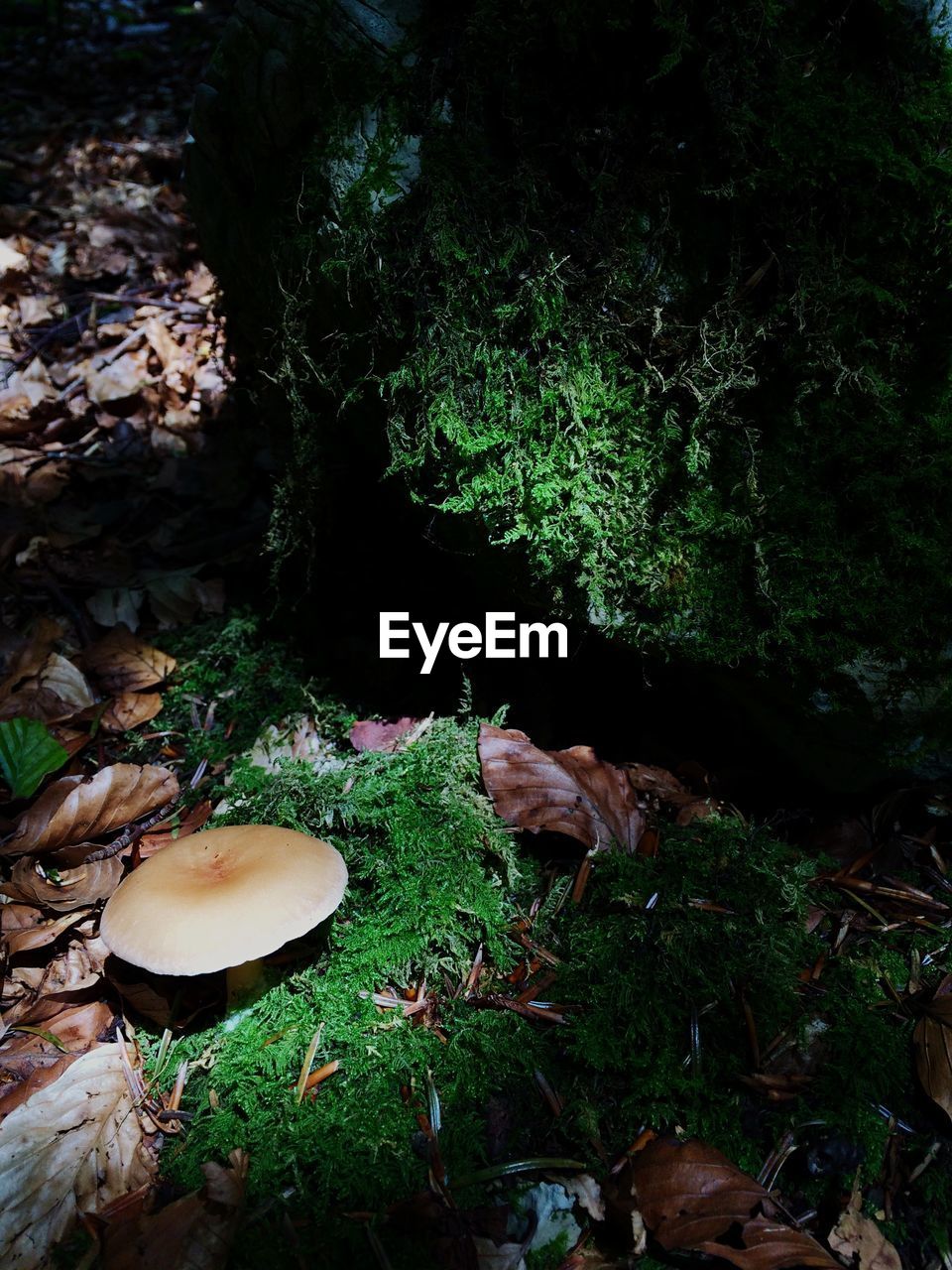 HIGH ANGLE VIEW OF MUSHROOM GROWING ON LAND