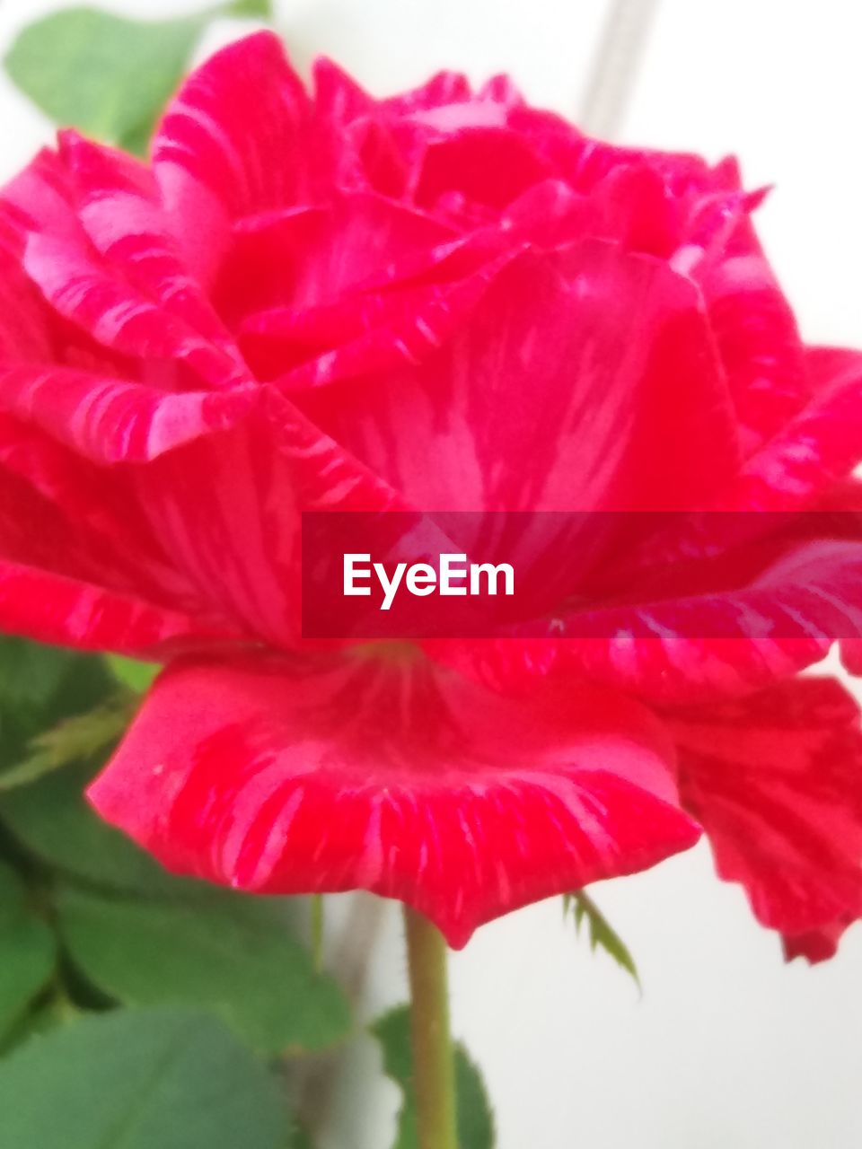 CLOSE-UP OF RED HIBISCUS