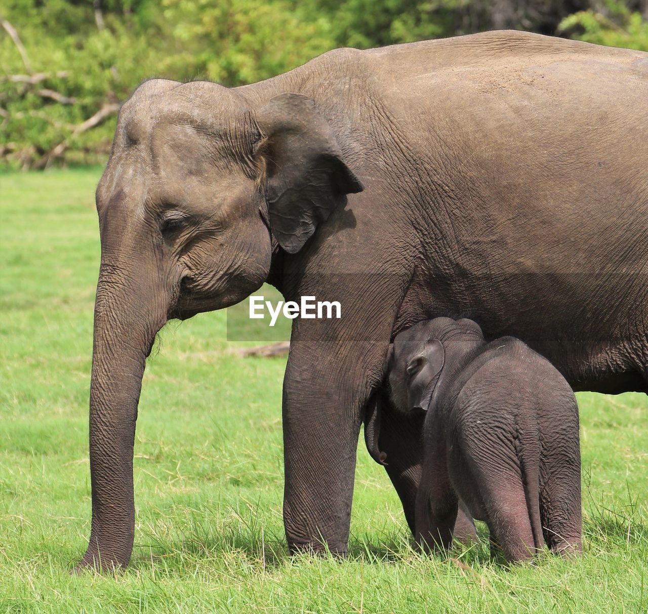 Elephant feeding calf