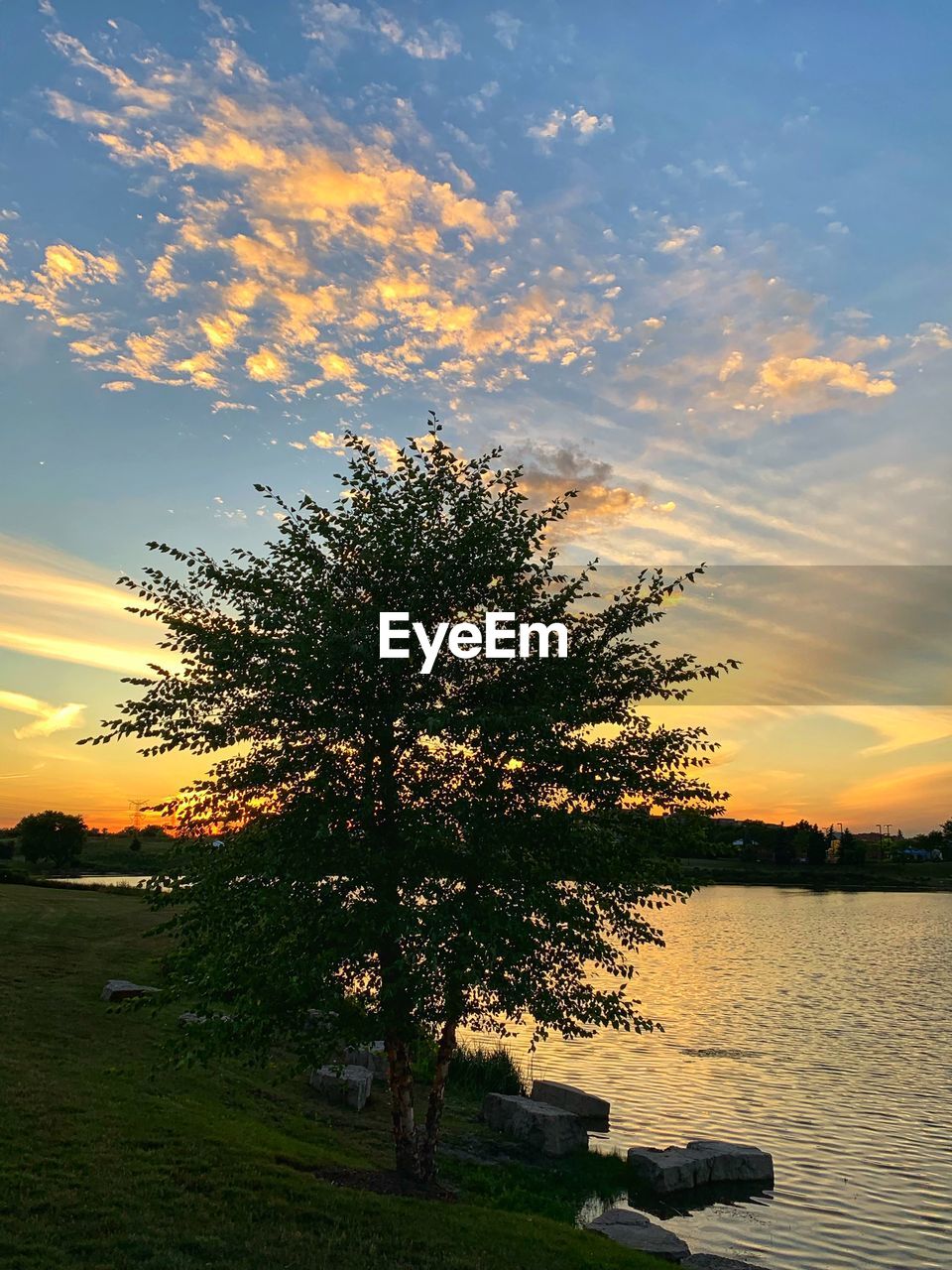 TREE BY LAKE AGAINST SKY DURING SUNSET