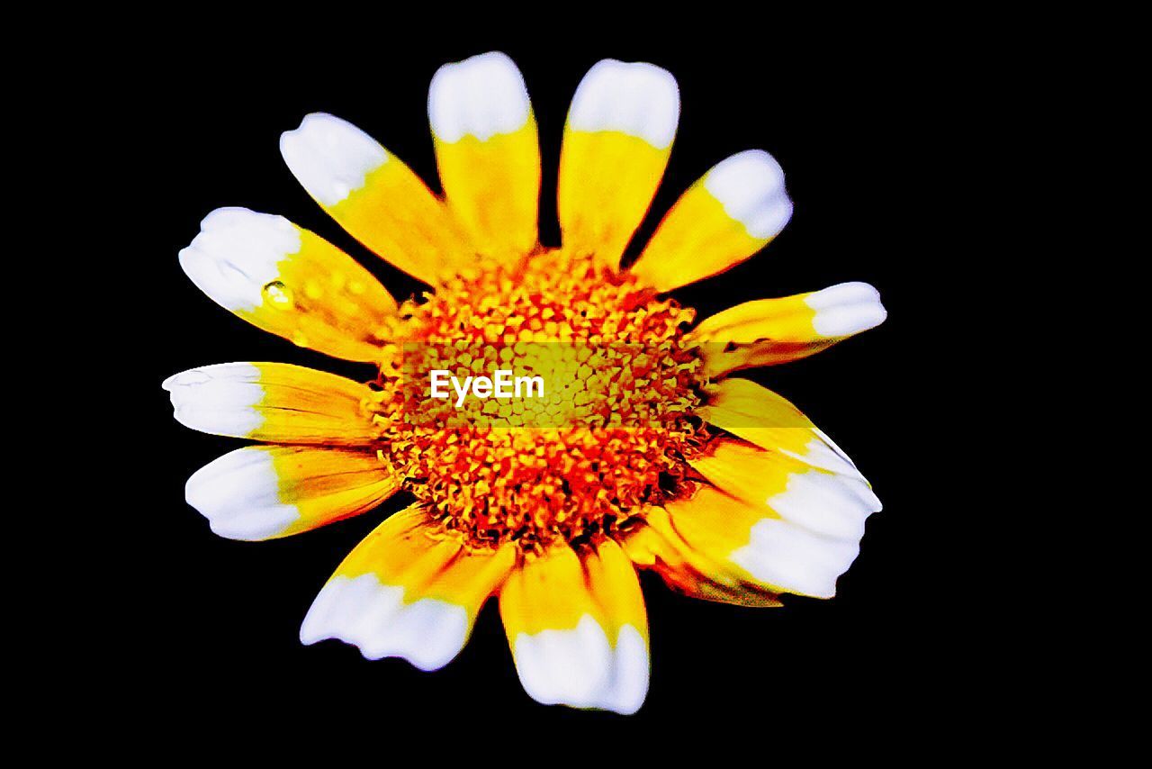 CLOSE UP OF YELLOW FLOWER