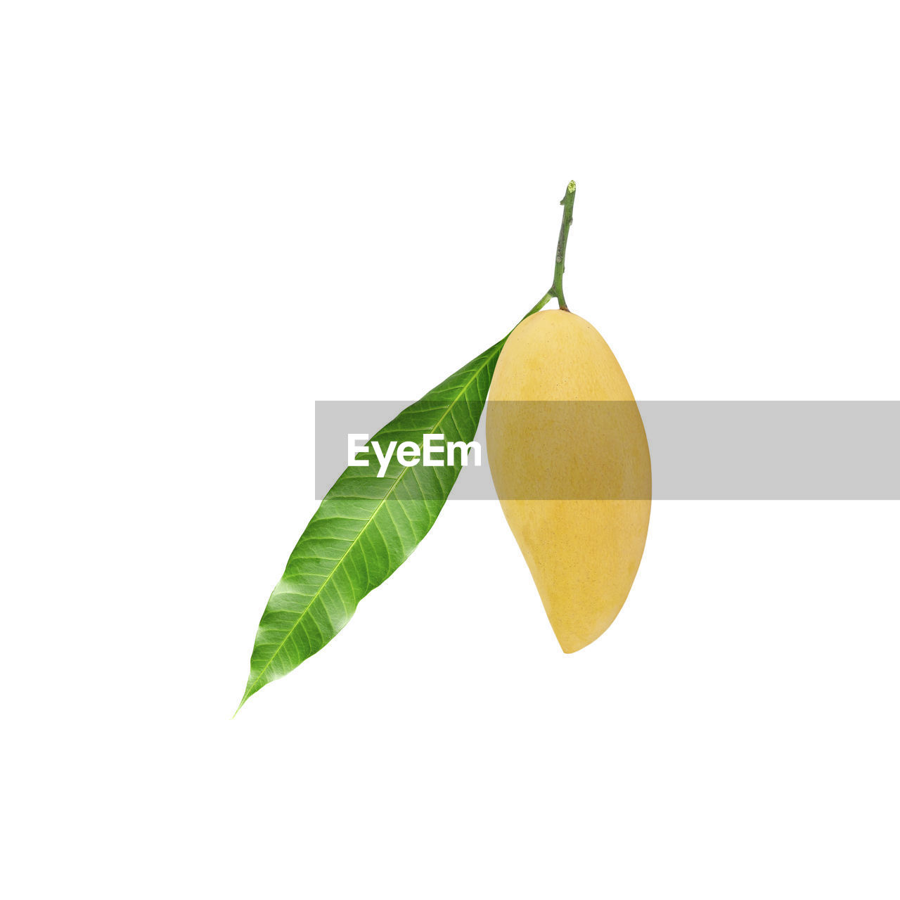 CLOSE-UP OF FRESH GREEN LEAVES WITH WHITE BACKGROUND