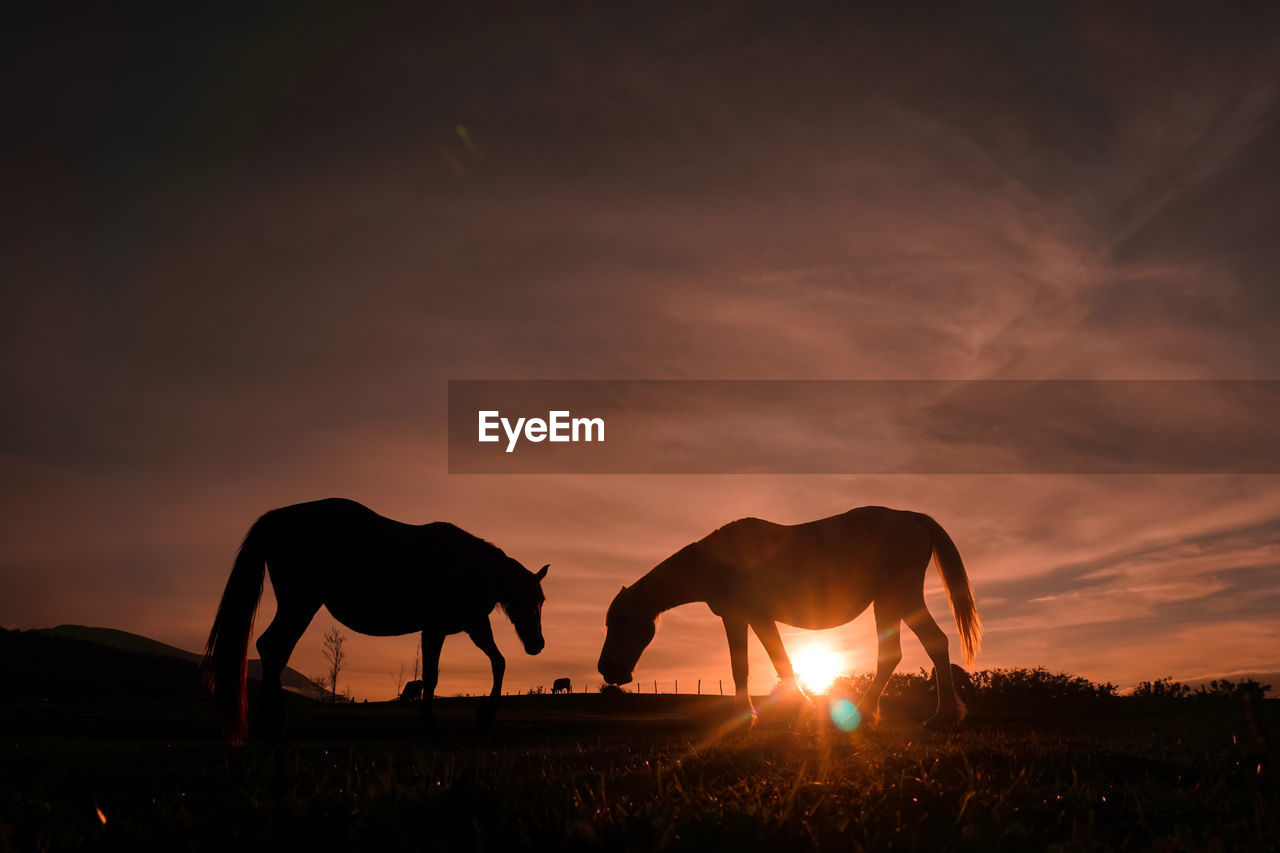 SILHOUETTE HORSE STANDING ON FIELD AGAINST ORANGE SKY