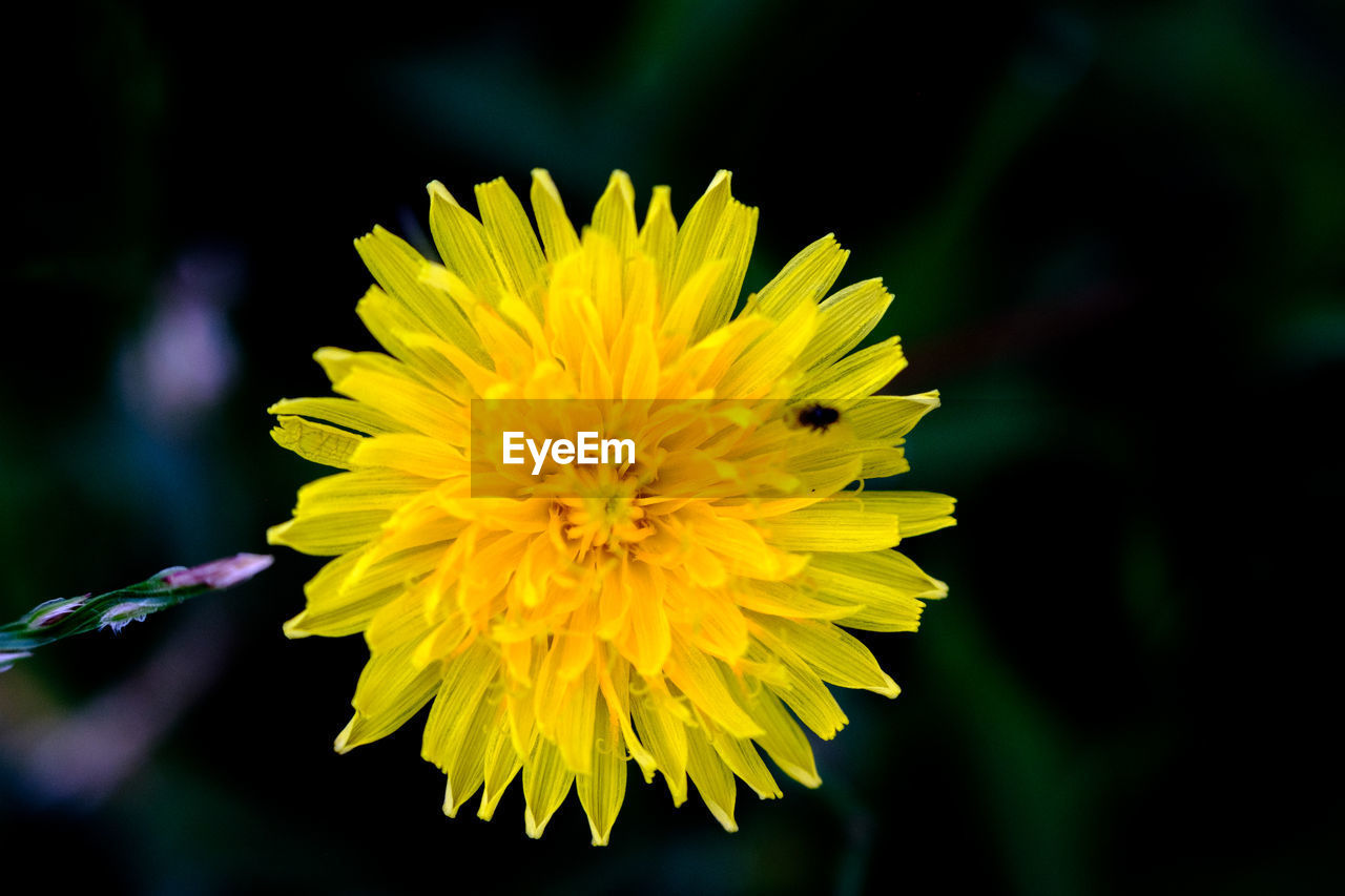 Close-up of sunflower