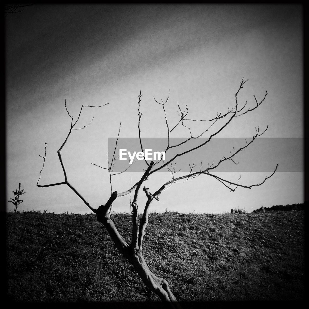 VIEW OF BARE TREE ON FIELD AGAINST CLEAR SKY