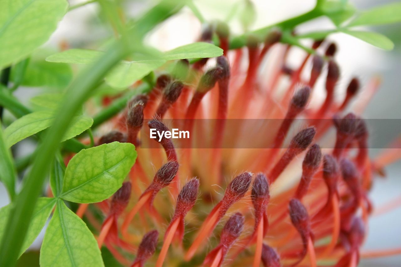 Close-up of flower