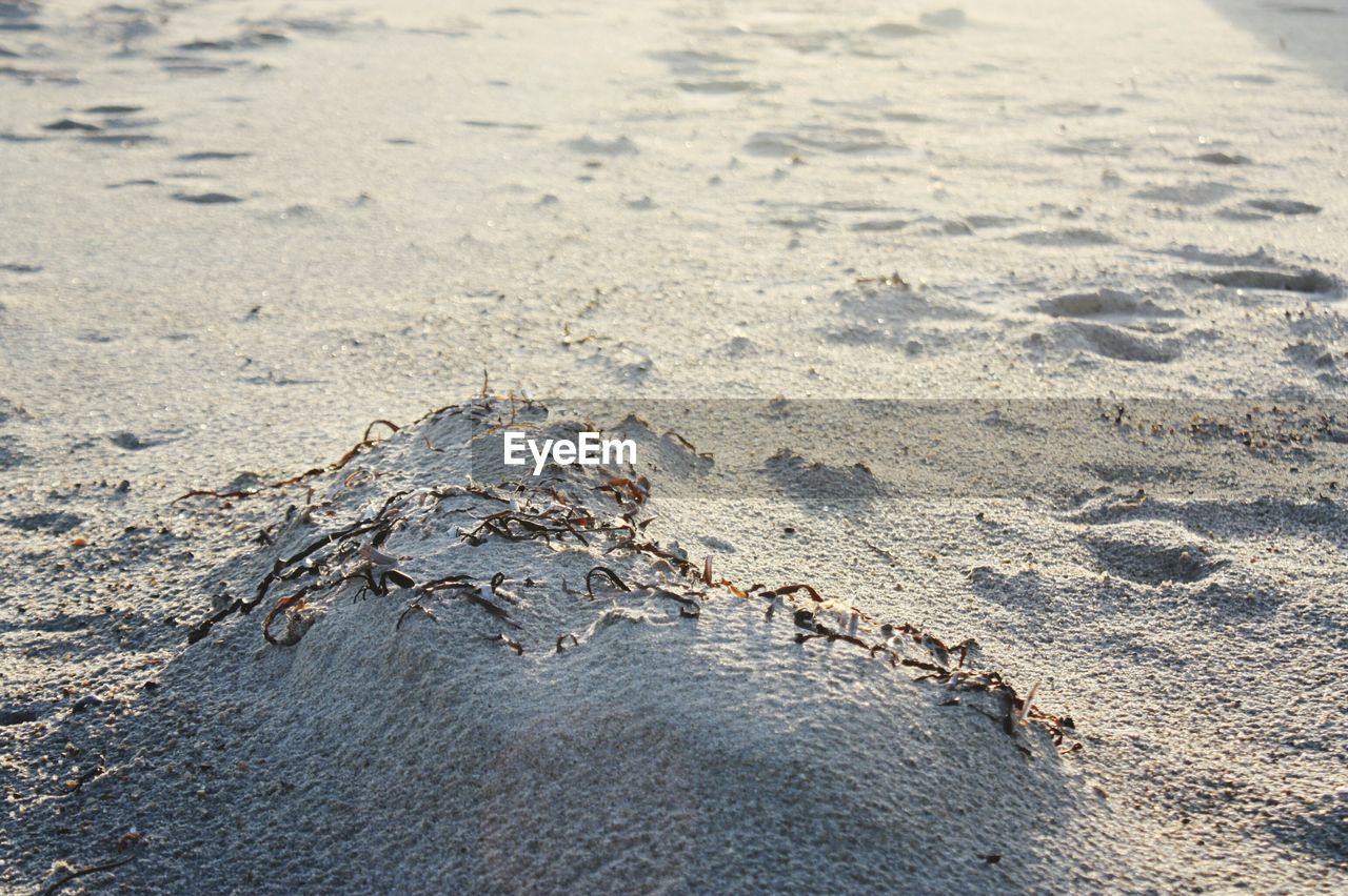 High angle view of crab on sand at beach