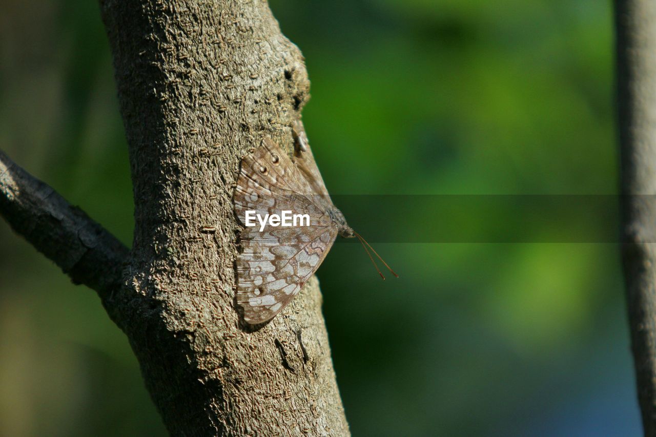 Close-up of butterfly on branch against blurred background