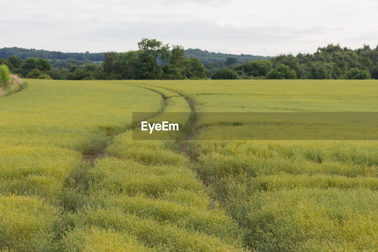 SCENIC VIEW OF FIELD