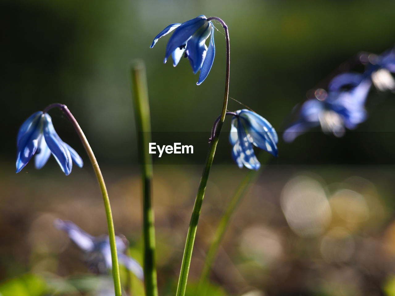 flower, plant, flowering plant, nature, beauty in nature, close-up, macro photography, freshness, green, fragility, focus on foreground, petal, growth, blue, purple, wildflower, no people, flower head, springtime, plant stem, outdoors, inflorescence, grass, meadow, selective focus, day, animal wildlife, leaf