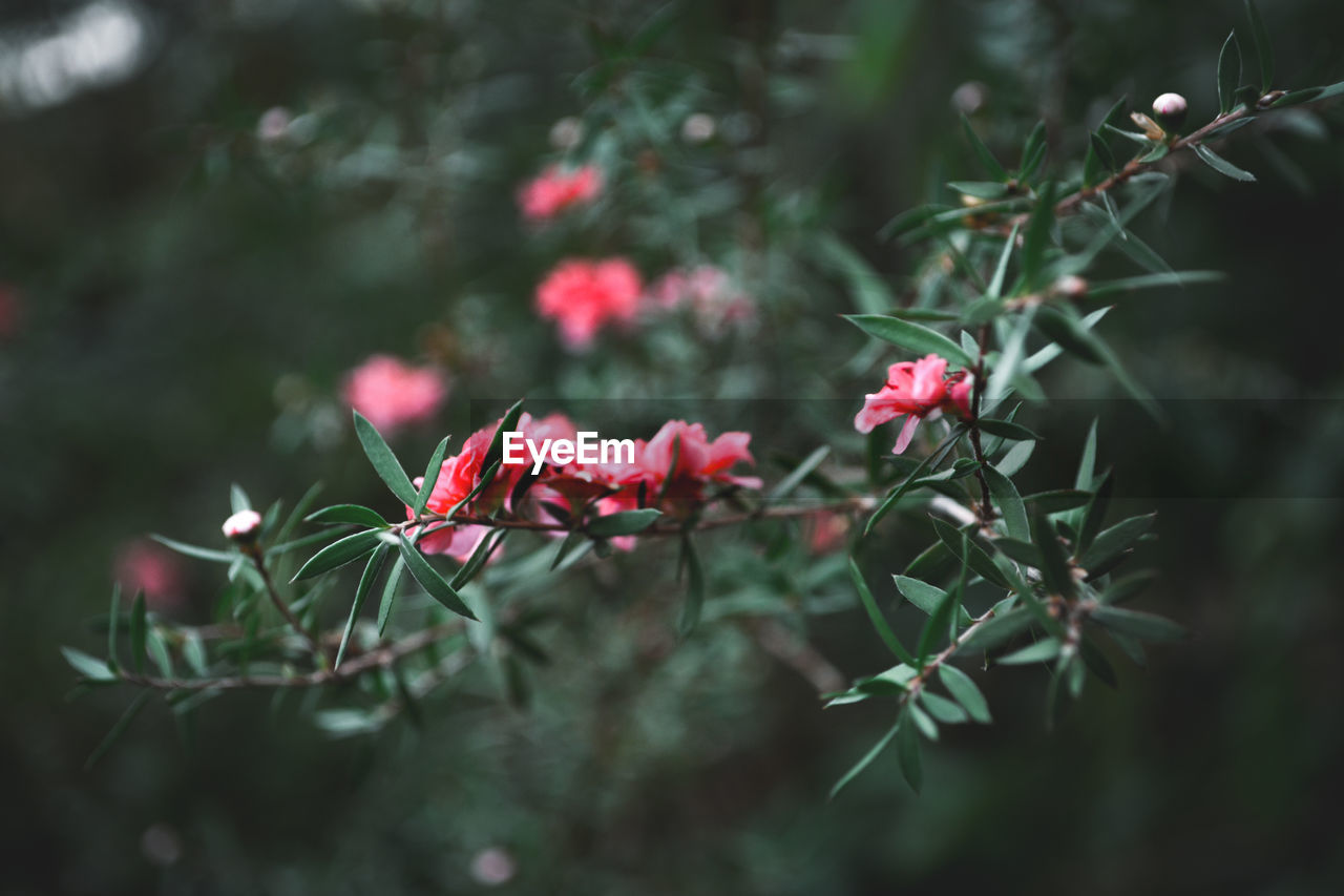 Close-up of red flowering plant