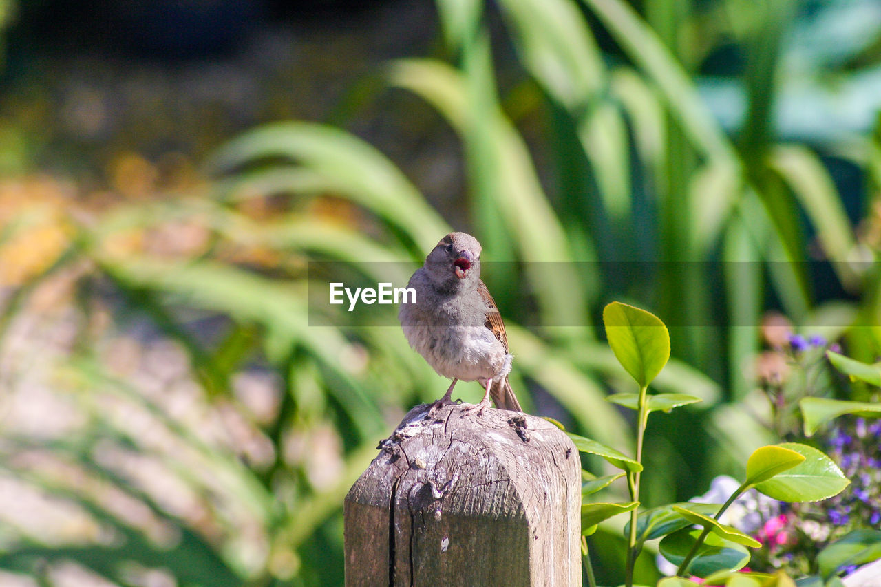 animal themes, animal, bird, animal wildlife, nature, wildlife, one animal, perching, green, plant, focus on foreground, beauty in nature, environment, tree, branch, no people, outdoors, full length, flower, sparrow, wood, multi colored, beak, leaf, songbird, plant part, sitting, day, close-up