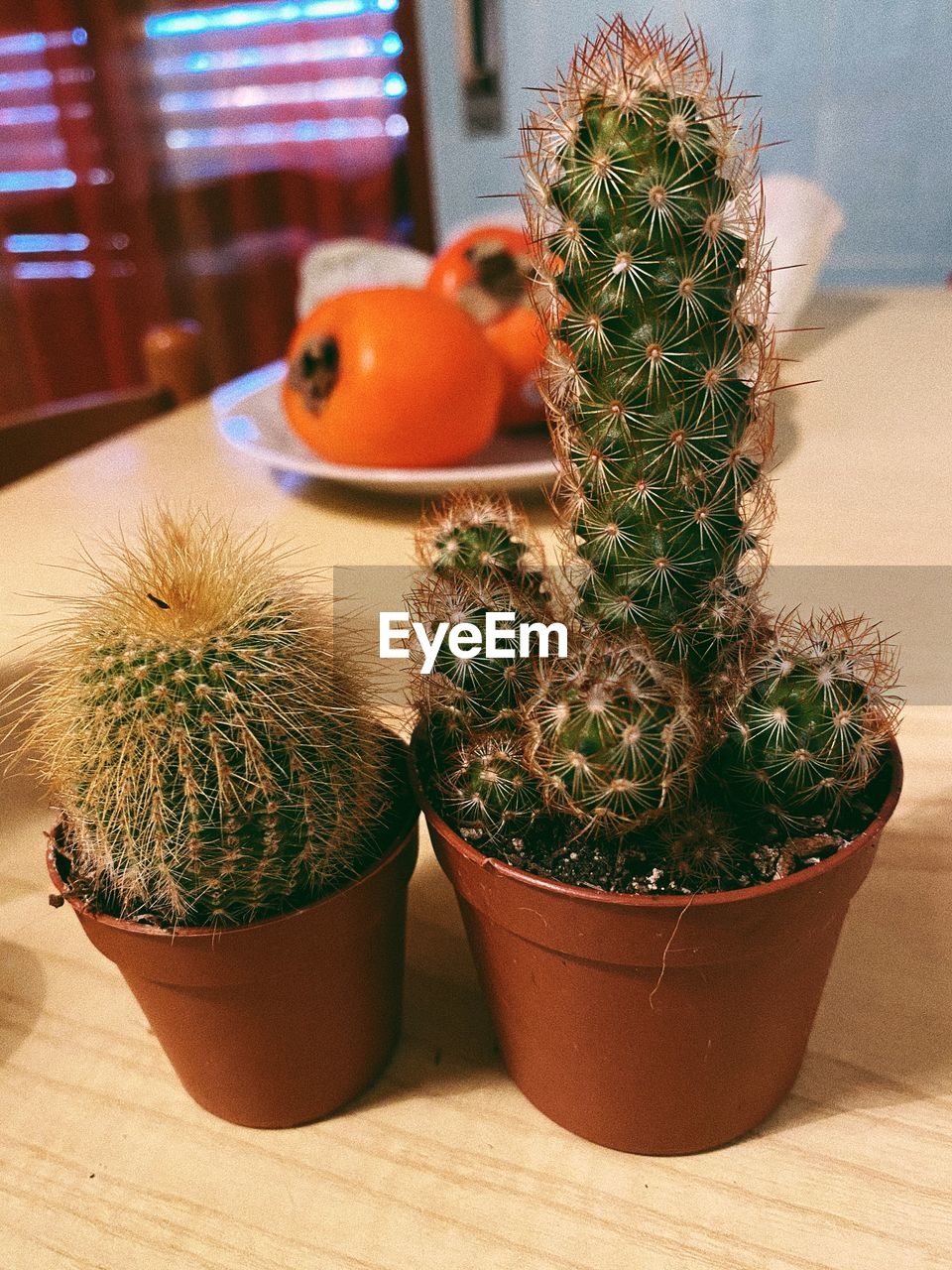 Close-up of potted cactus plants