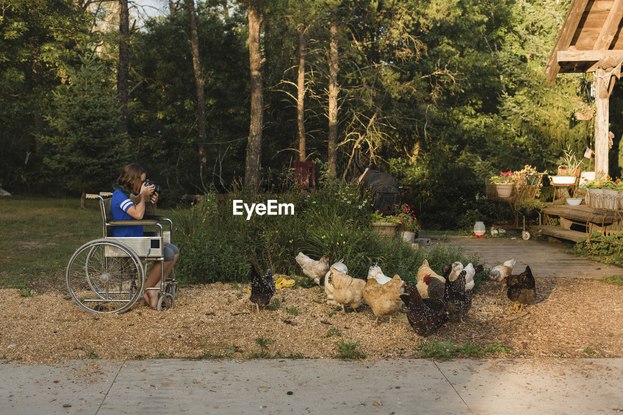 Girl photographing hens while sitting on wheelchair at farm