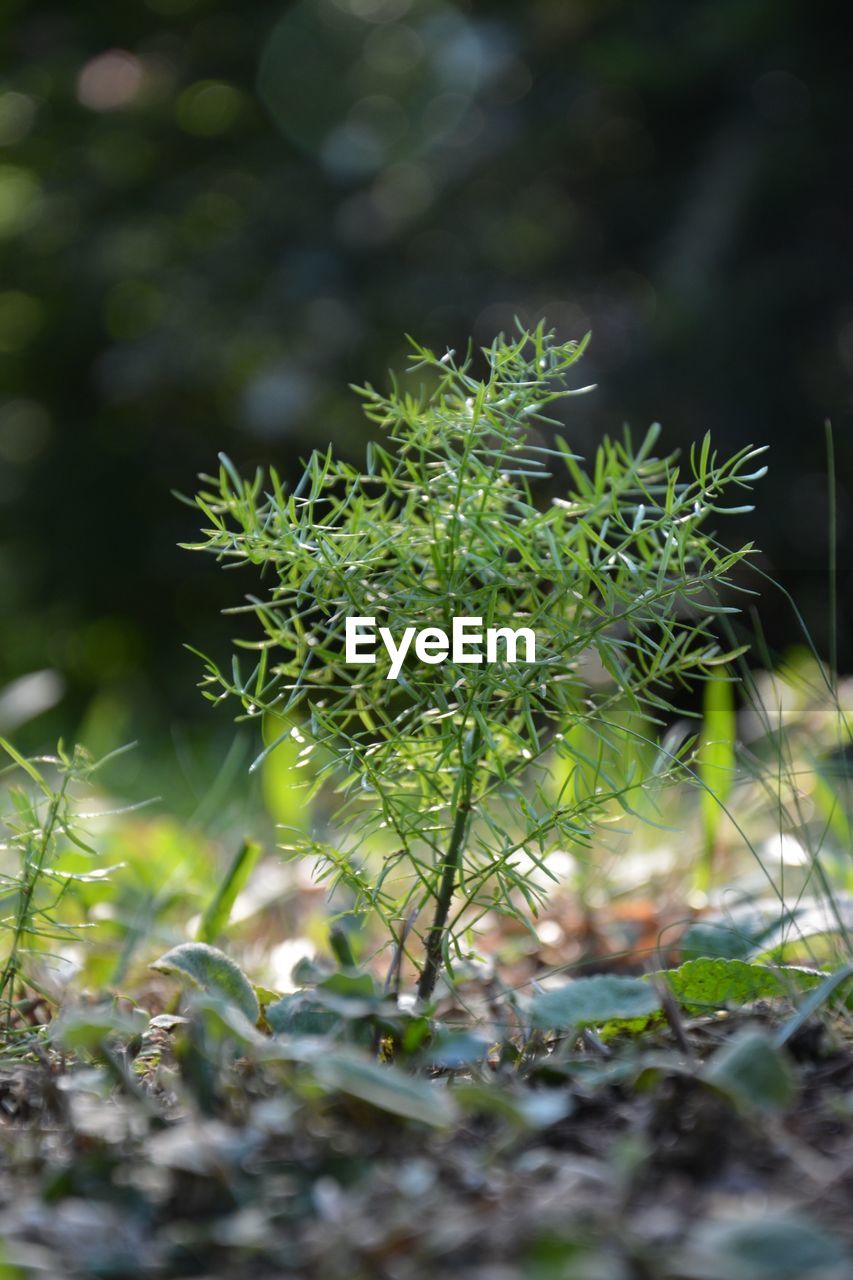 Close-up of grass