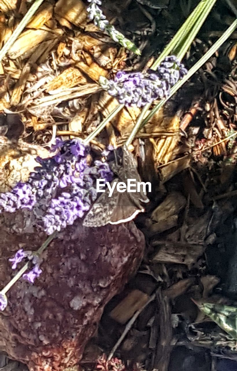 CLOSE-UP OF PURPLE FLOWER