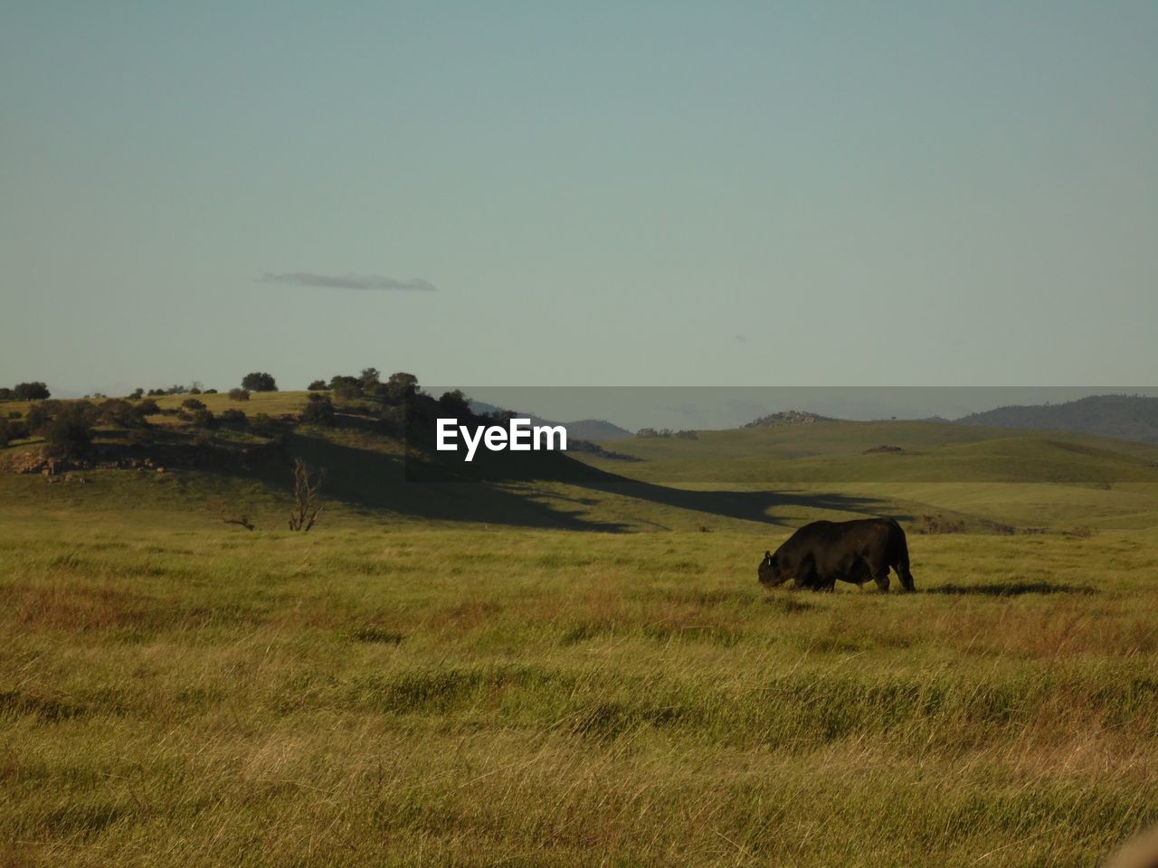 Cow grazing on field against clear sky