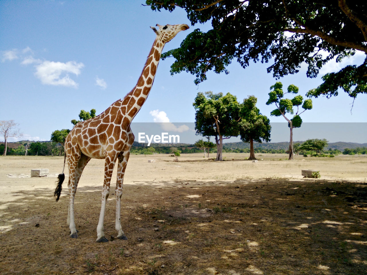 Giraffe standing on ground against sky