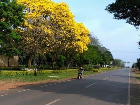 ROAD PASSING THROUGH TREES