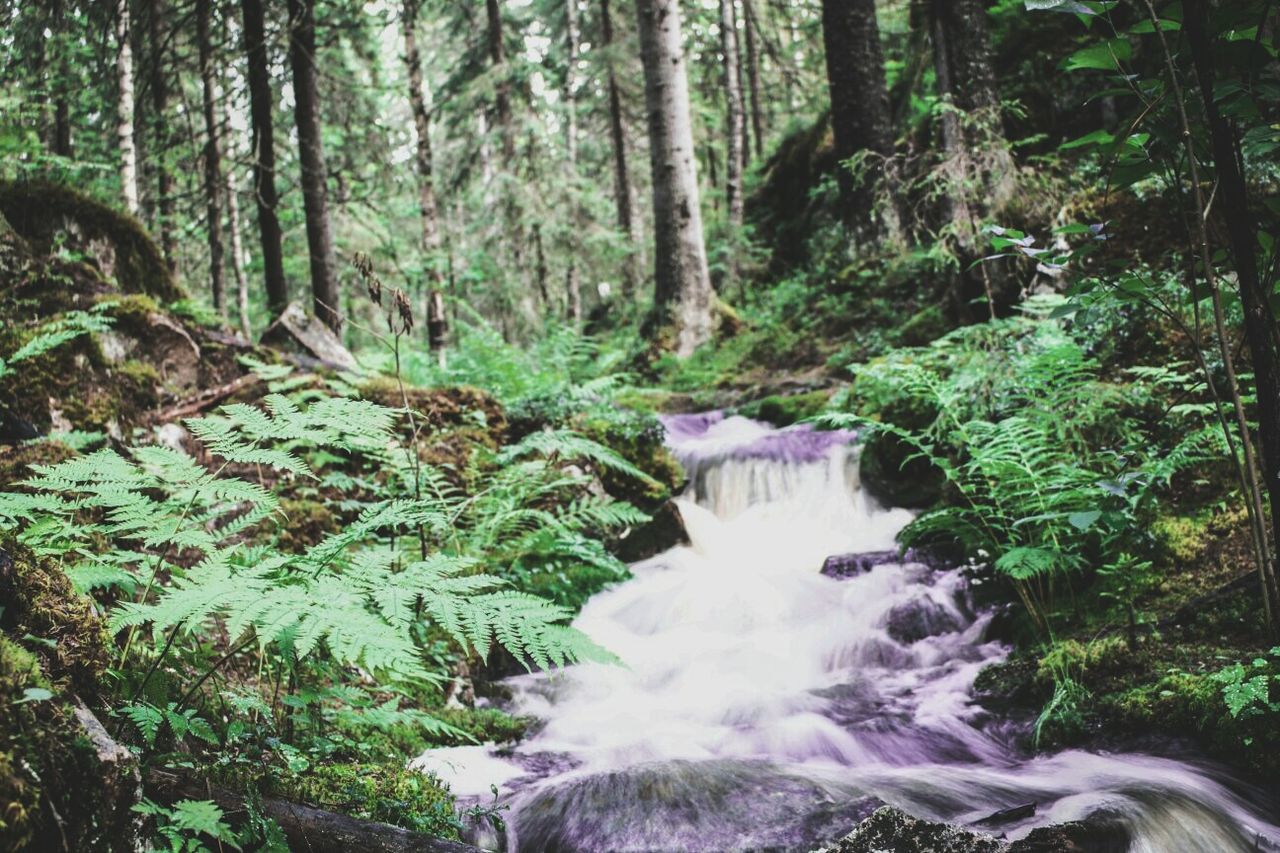 STREAM FLOWING THROUGH FOREST