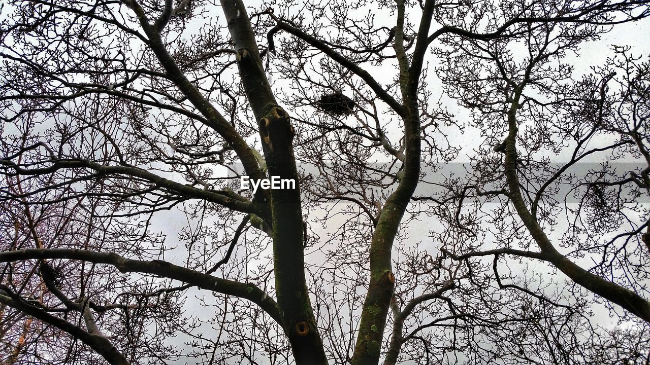 LOW ANGLE VIEW OF BARE TREES AGAINST SKY