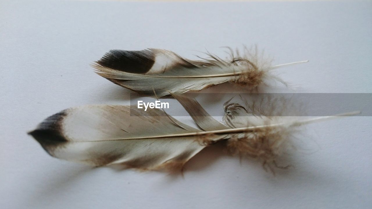 Close-up of feathers over white background