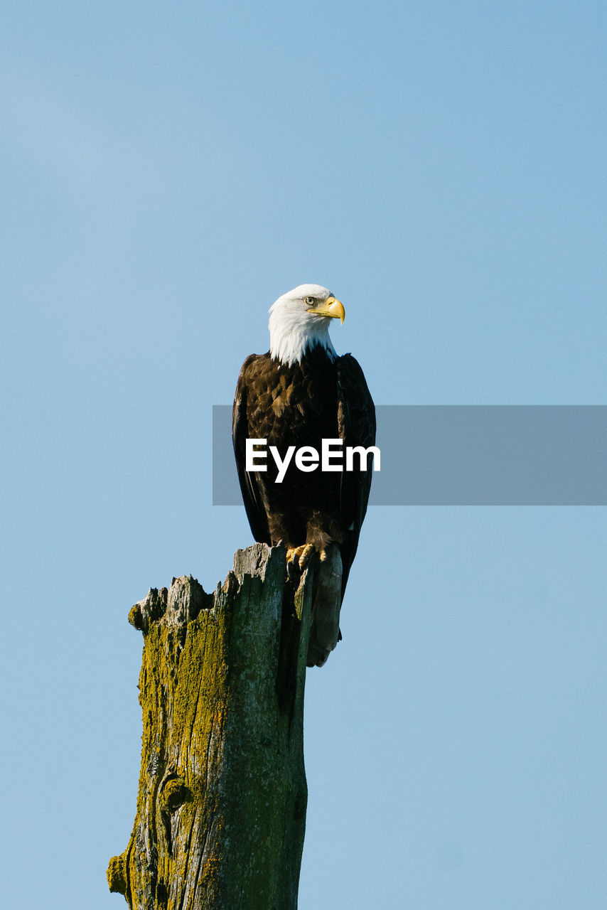 Portrait of an adult bald eagle perched against a blue sky