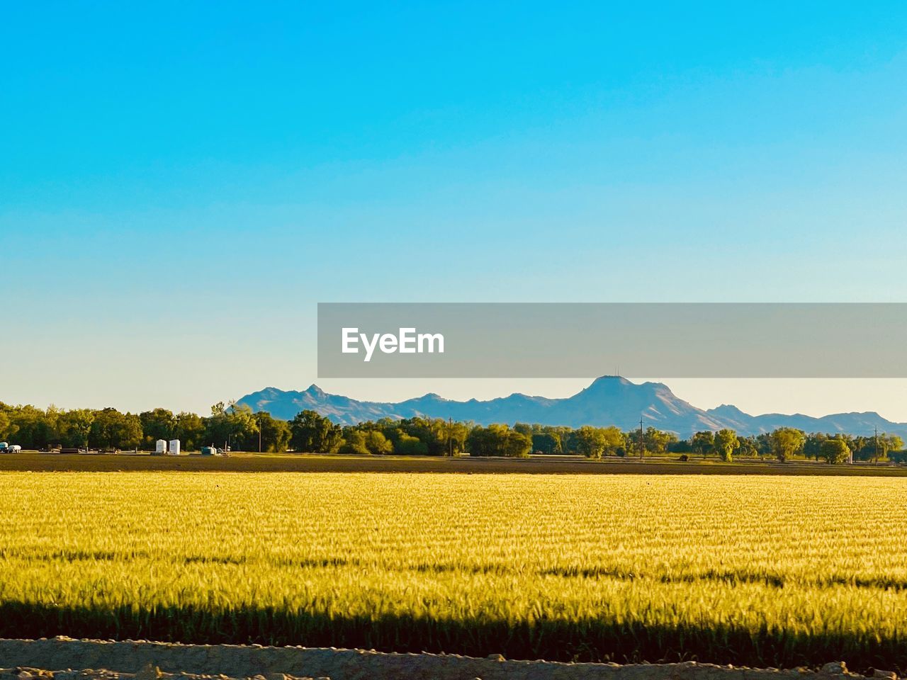 Scenic view of field against clear sky