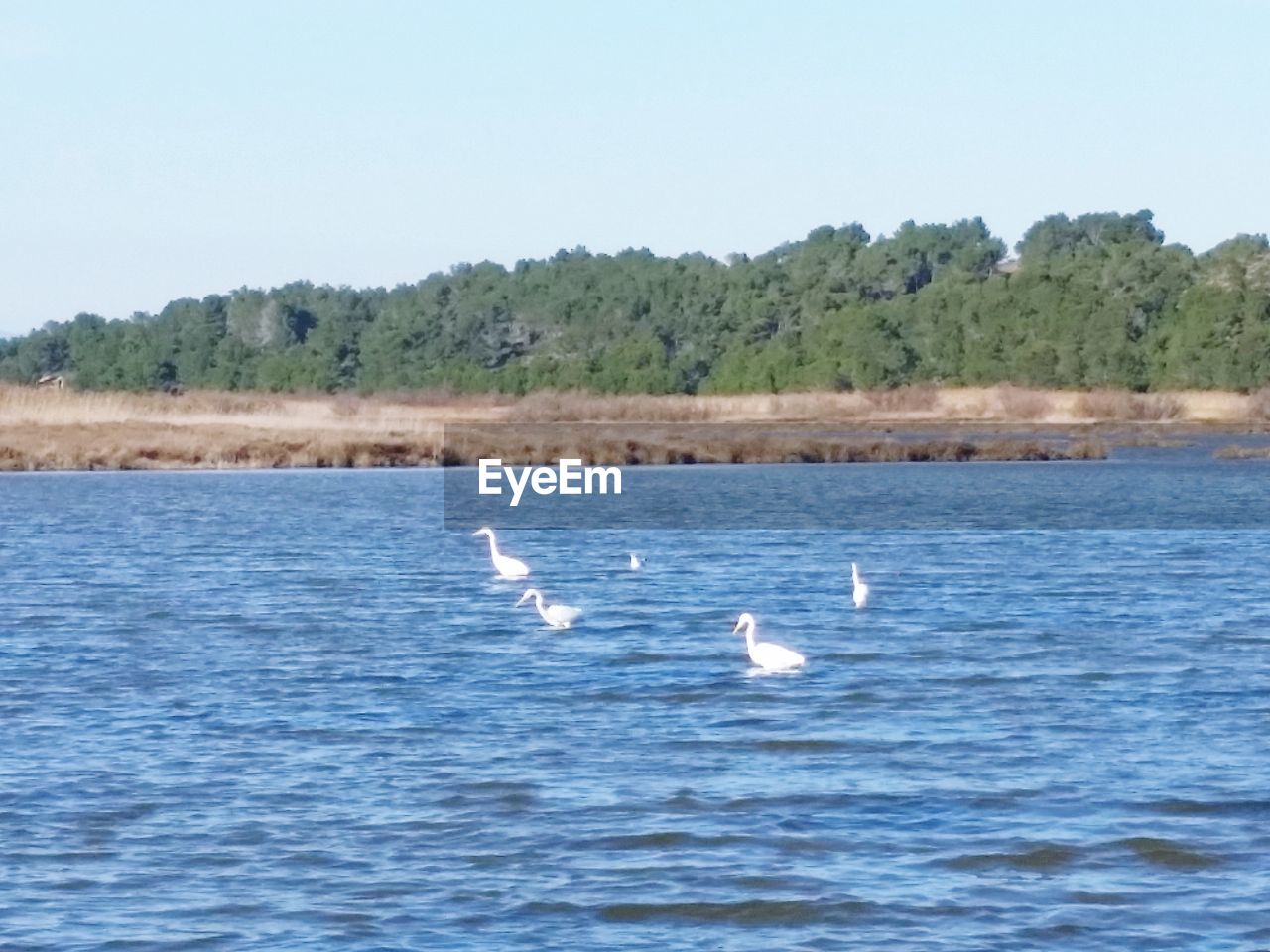 FLOCK OF BIRDS IN WATER