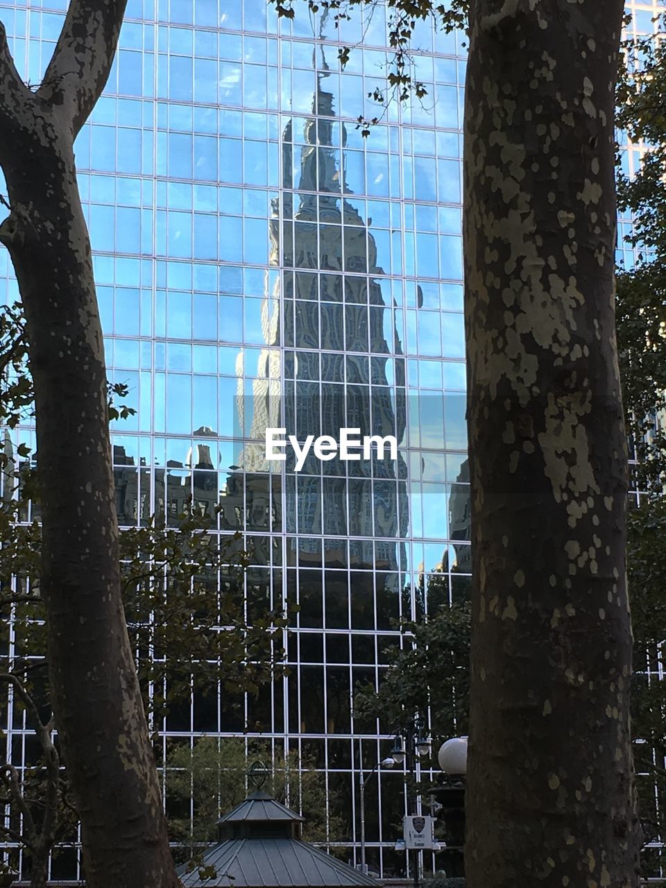 TREES AGAINST BUILDINGS