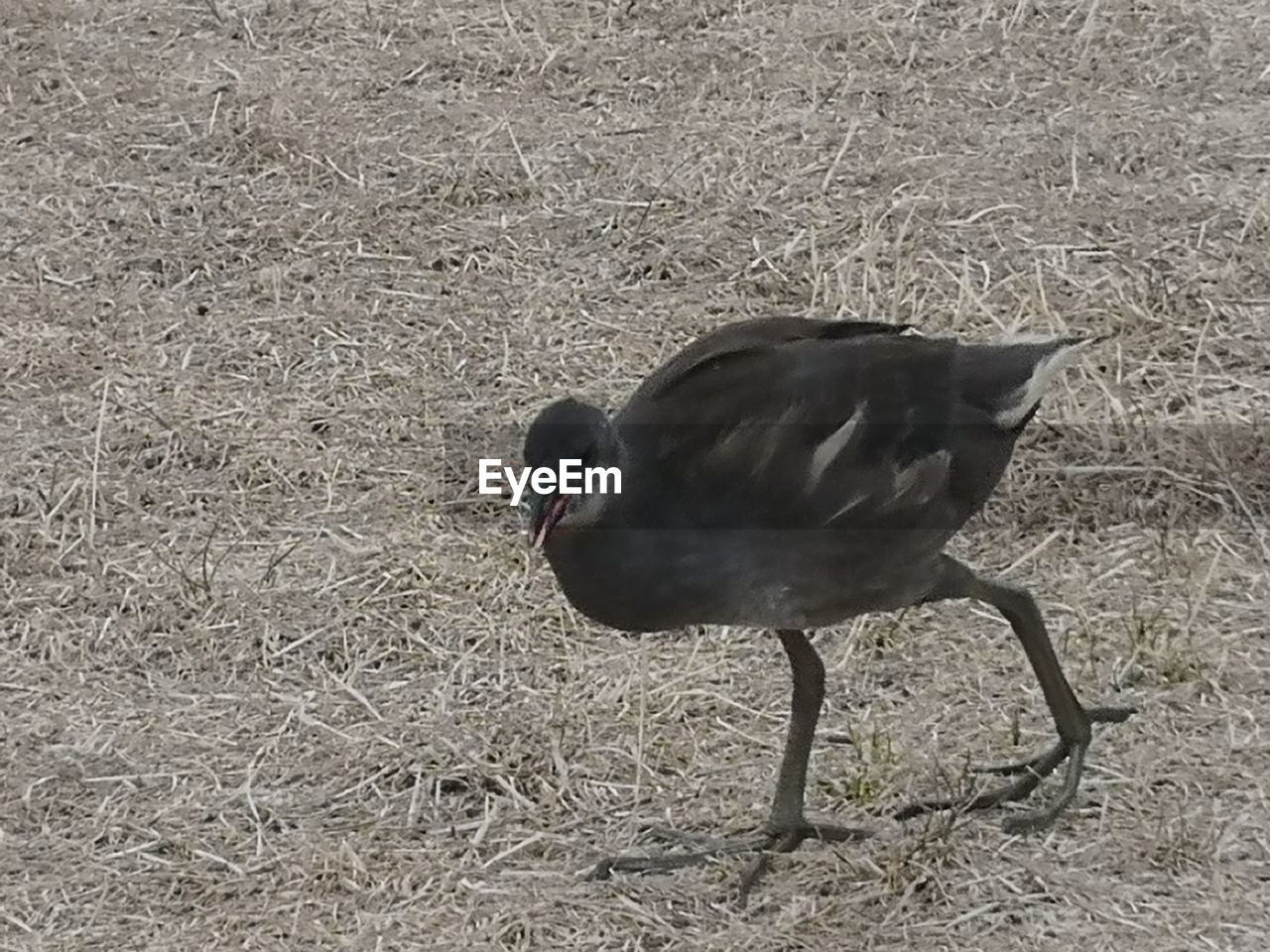 HIGH ANGLE VIEW OF A BIRD