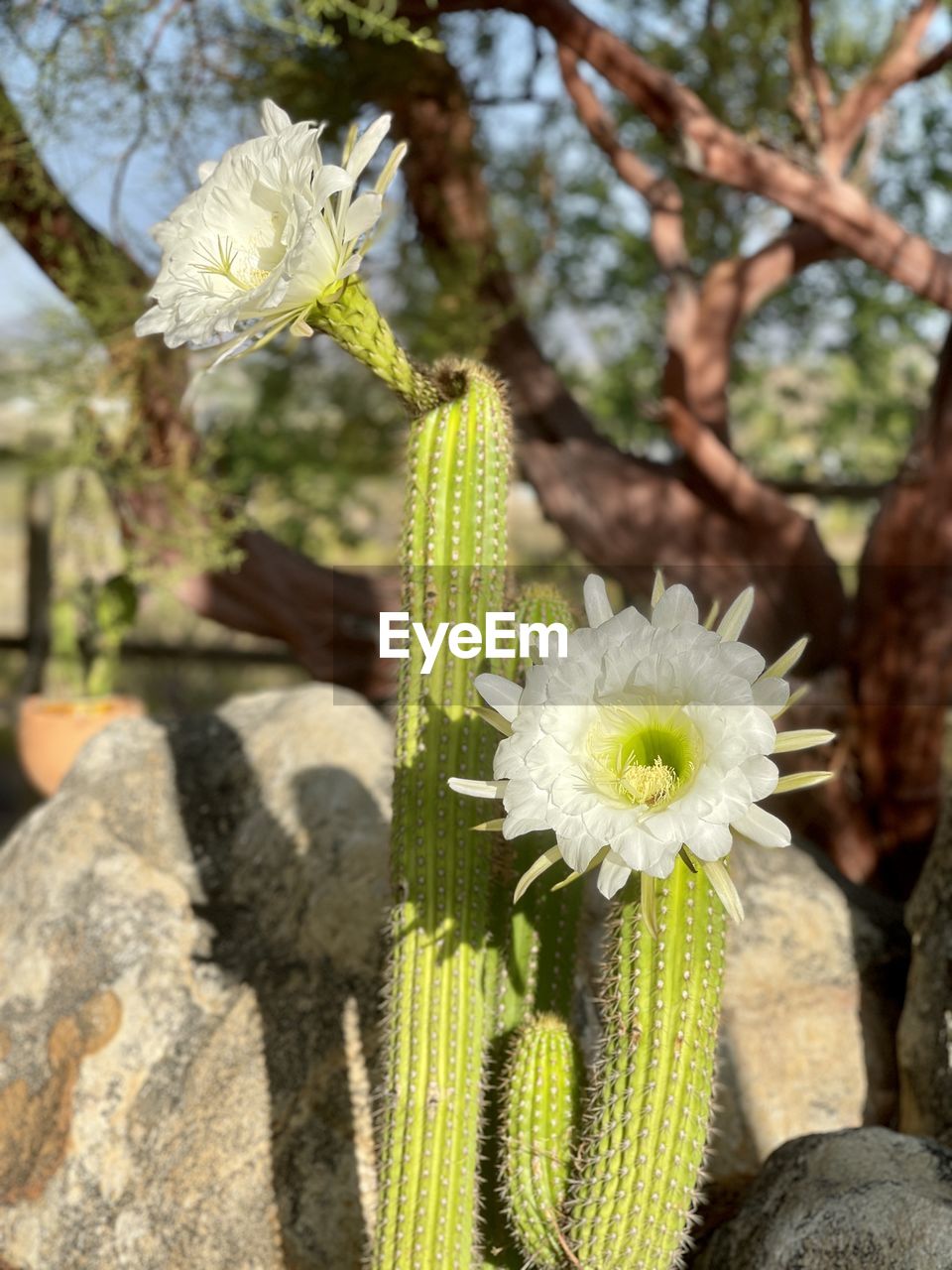 CLOSE-UP OF CACTUS FLOWER