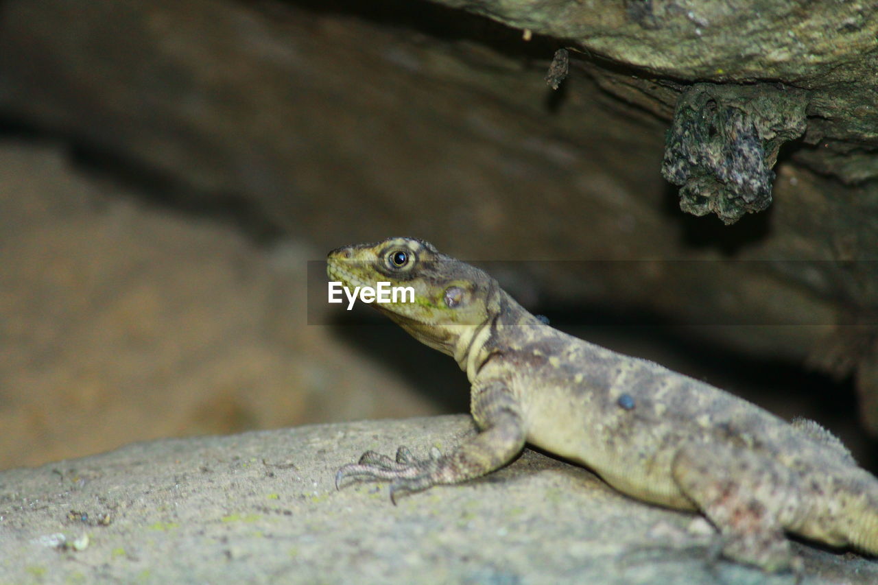 CLOSE-UP OF LIZARD ON WOOD