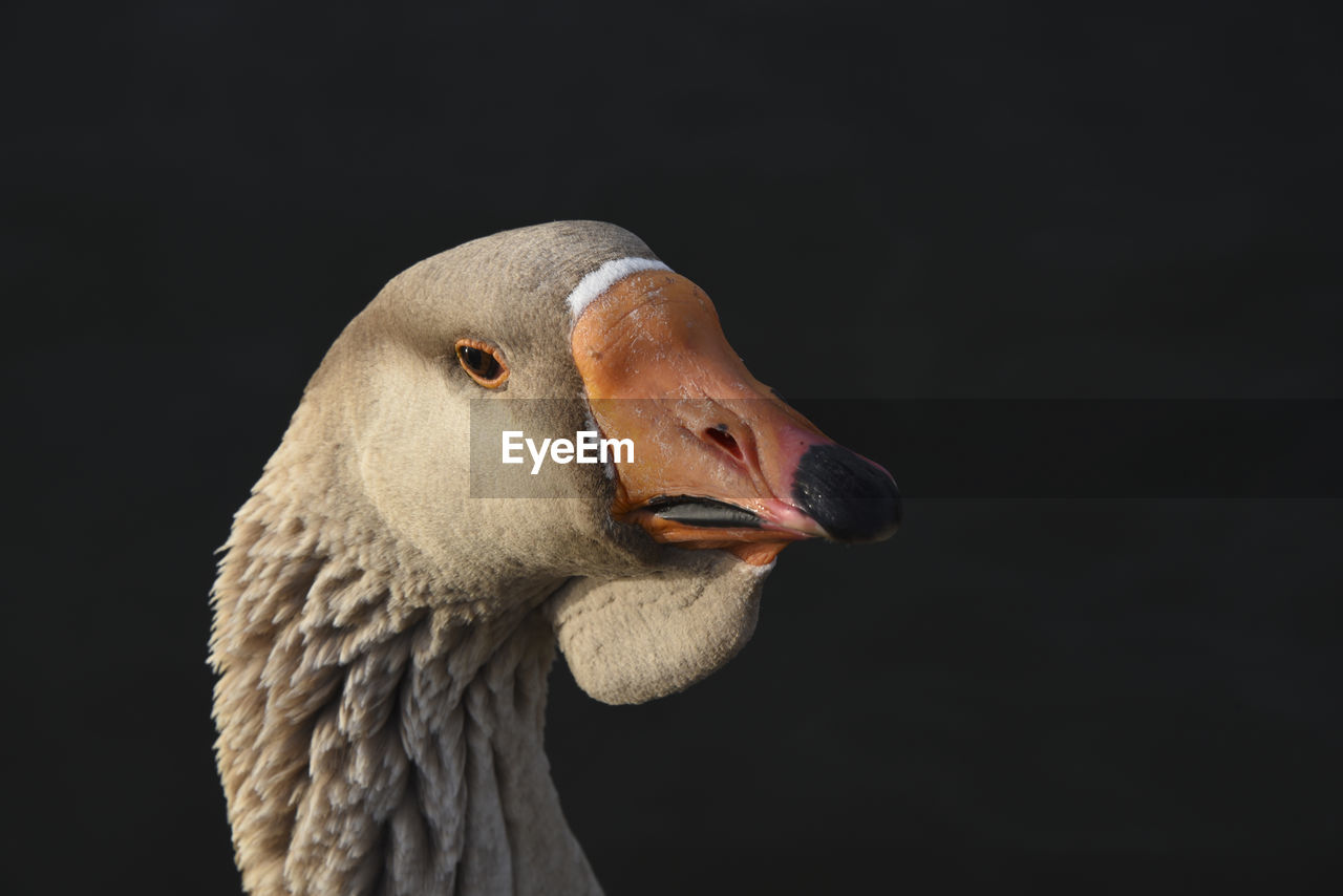 CLOSE-UP OF SWAN ON BLACK AGAINST BLURRED BACKGROUND