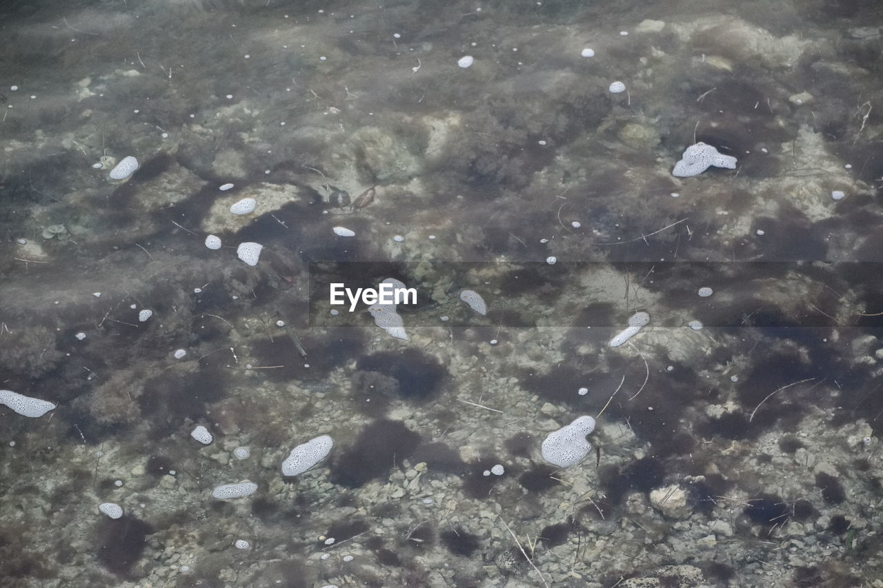 FULL FRAME SHOT OF SWANS IN WATER