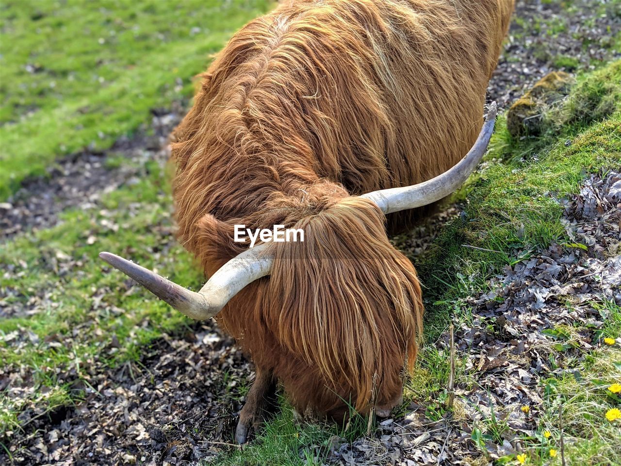 Highland cow grazing in a field.