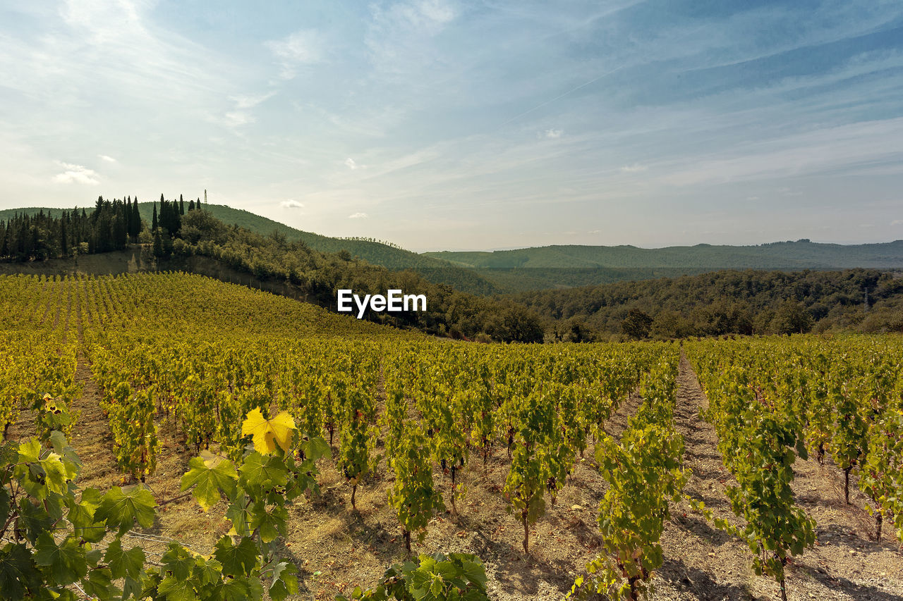 Idyllic shot of vineyard against sky