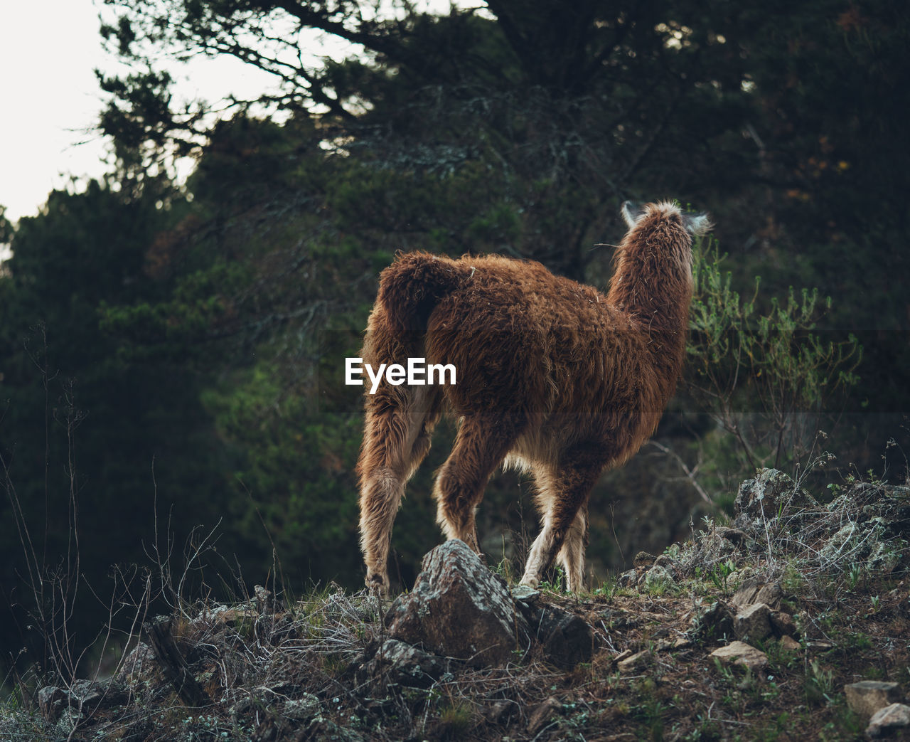 Llama standing on a forest