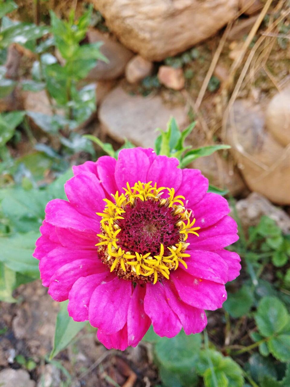 Close-up of pink flower growing on field