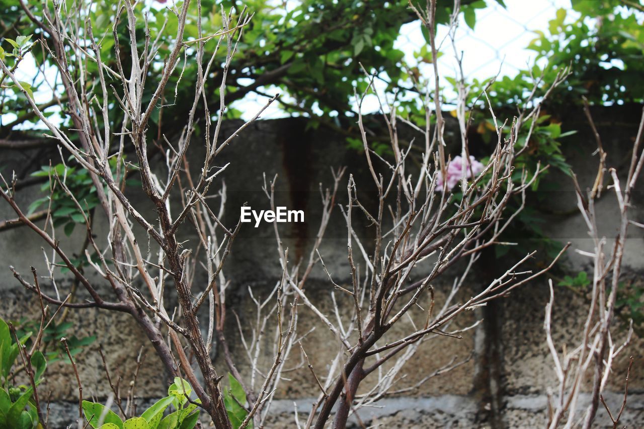 CLOSE-UP OF FRESH PLANT IN FOREST