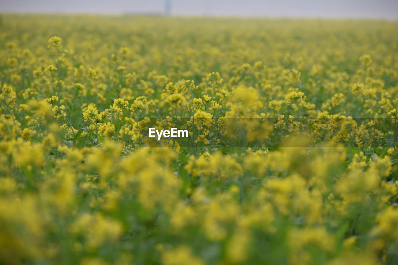 FRESH YELLOW FLOWERS IN FIELD