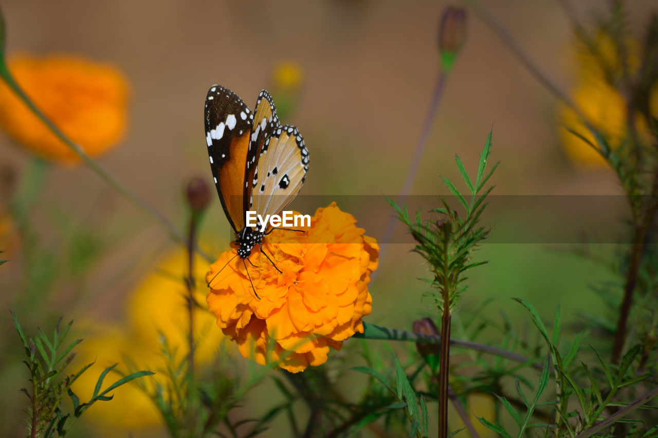 BUTTERFLY POLLINATING FLOWER