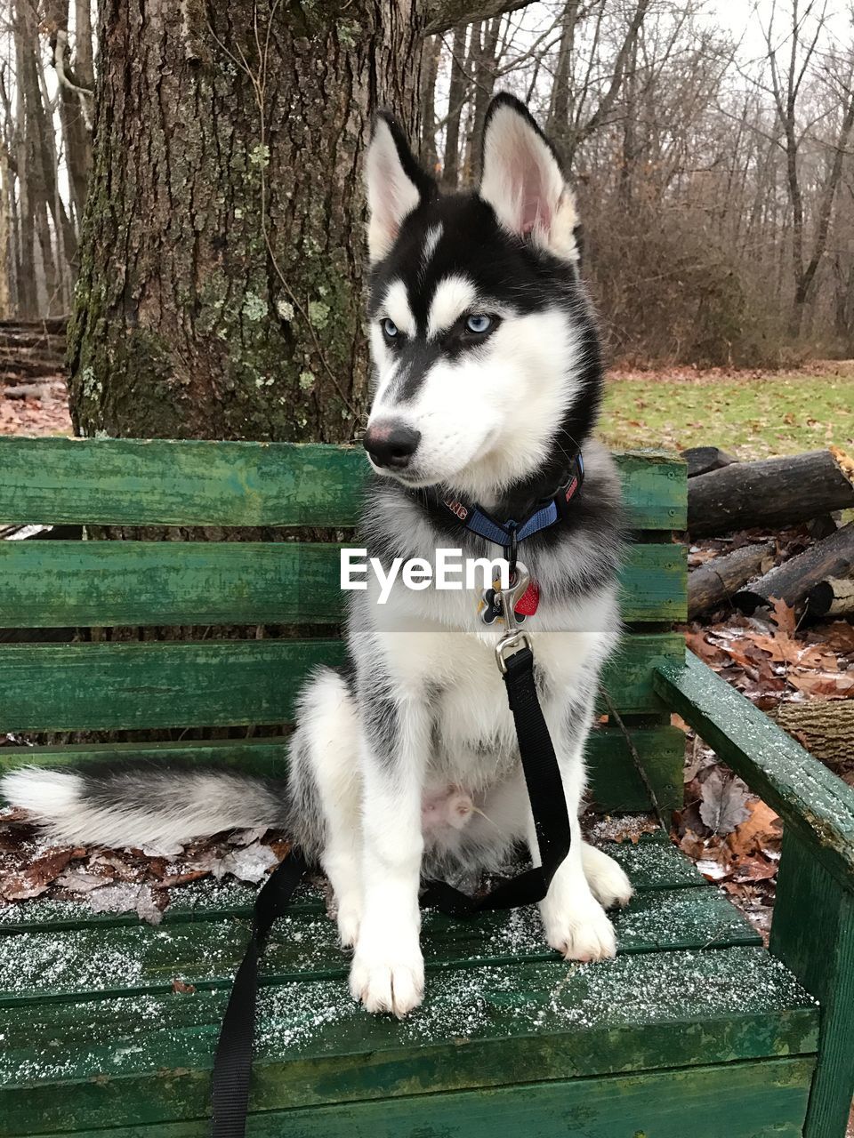 DOG SITTING ON SOFA