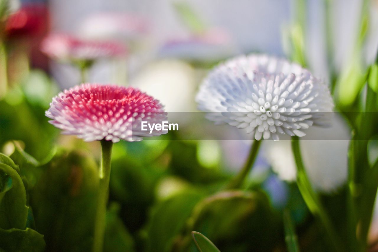 Close-up of flowers blooming outdoors
