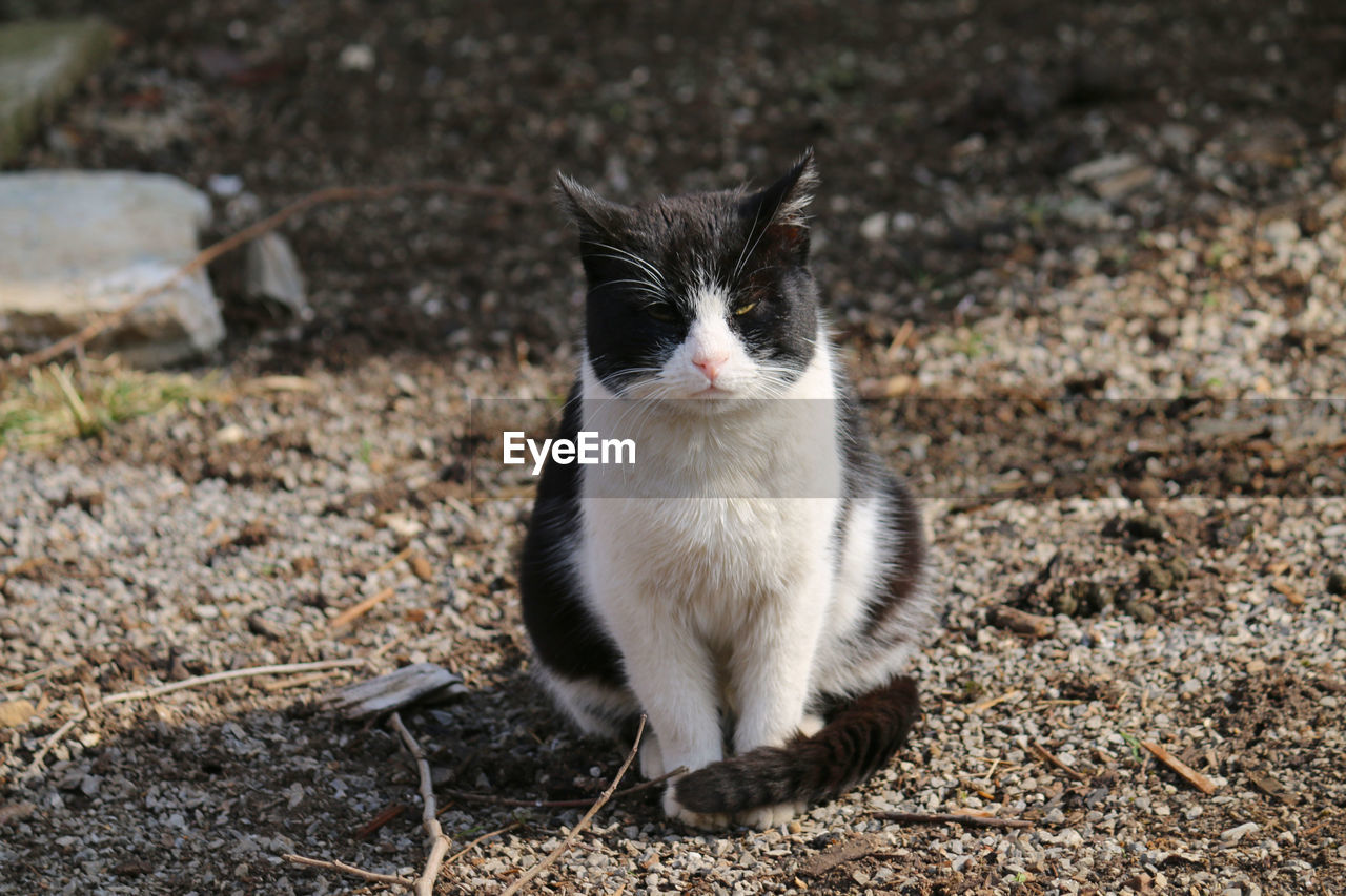 CLOSE-UP PORTRAIT OF CAT SITTING ON DIRT