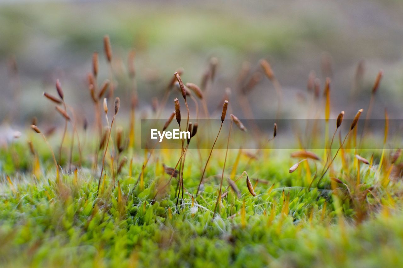 CLOSE-UP OF GRASS ON FIELD