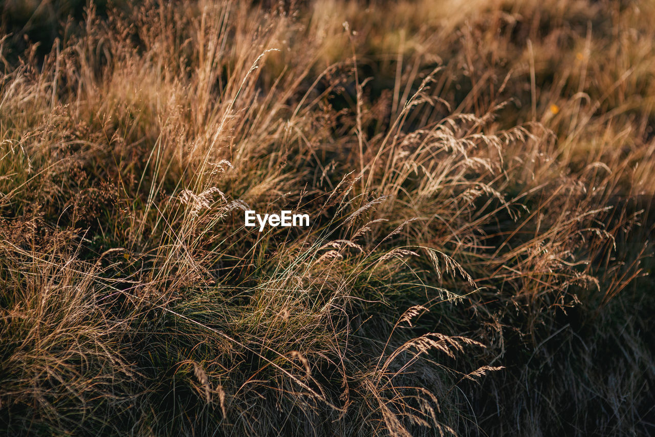 Full frame shot of stalks in field