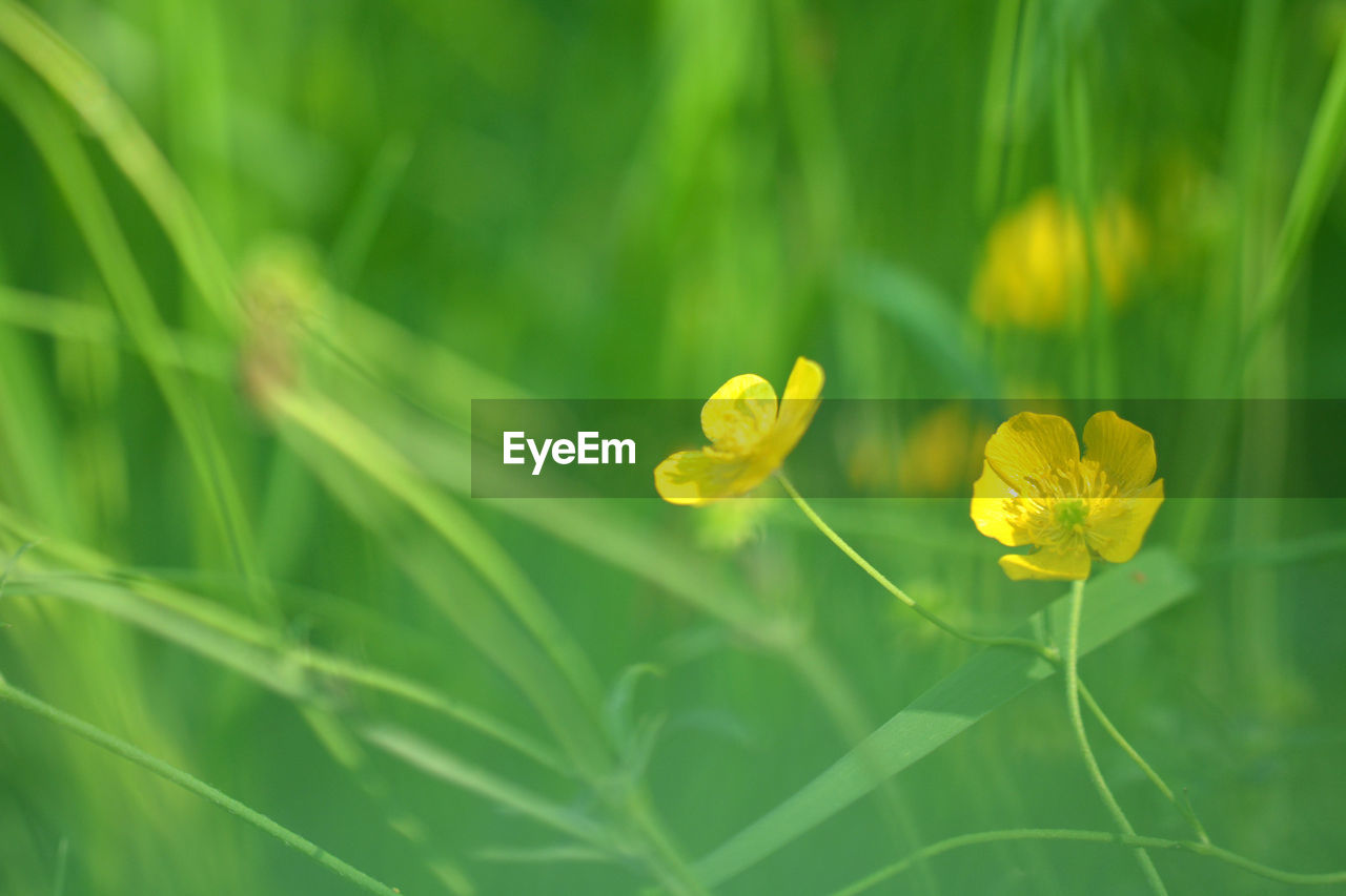 Close-up of yellow flowering plant on field